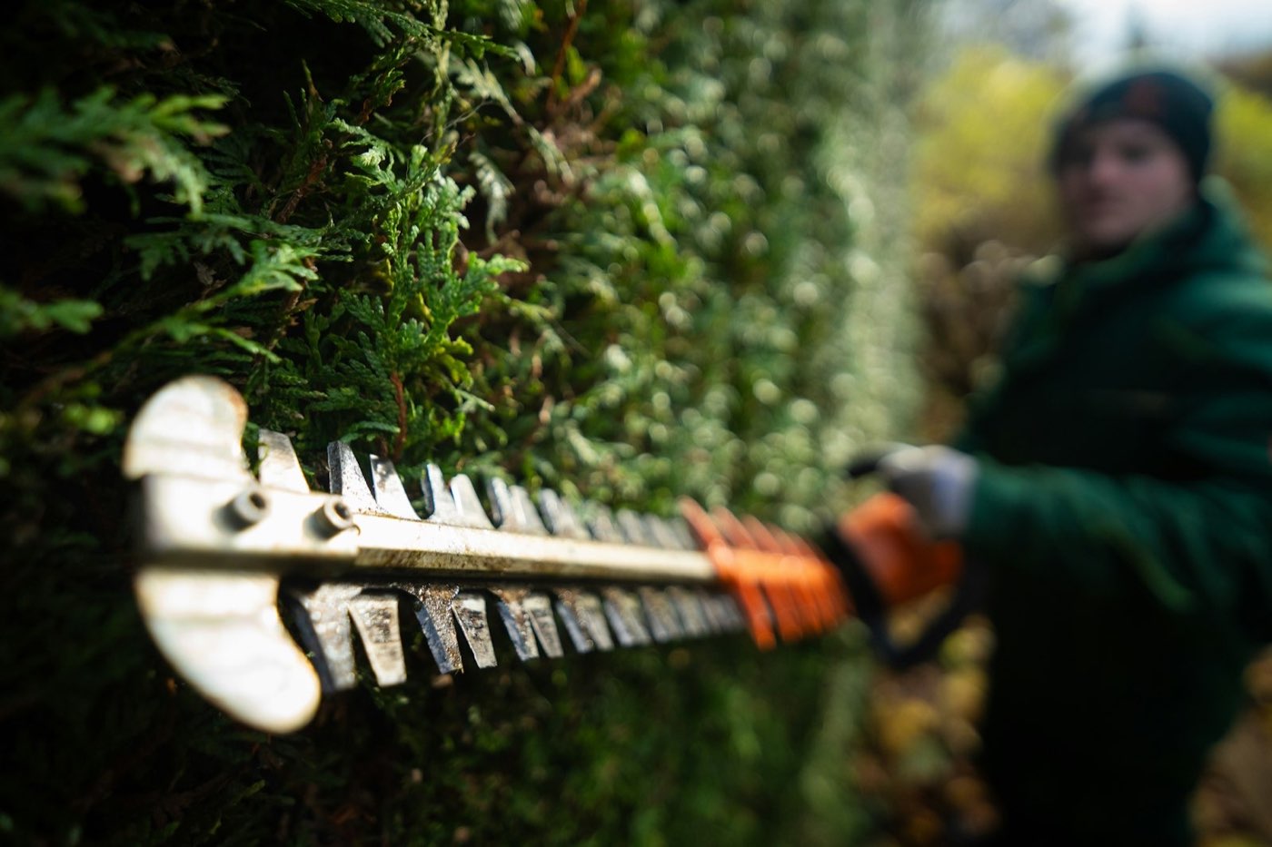 Hedge trimmer blade shaping a hedge