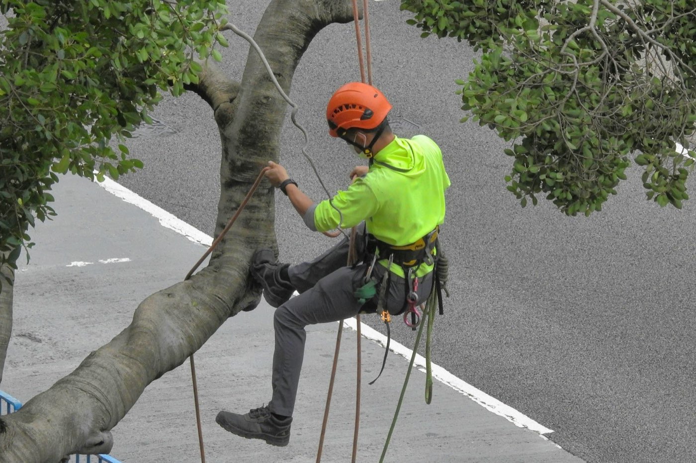 Arborist safely trimming a tree using climbing equipment